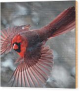 Male Northern Cardinal In A Snow Storm Wood Print