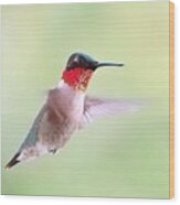 Male Ruby-throat In Flight Wood Print