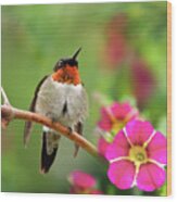 Male Ruby Throated Hummingbird Wood Print