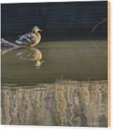 Mallard Duck - Into The Sun Wood Print
