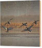 Mallards With Feet Dangling Wood Print