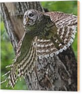 Mama Barred Owl At Full Speed Wood Print