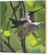 Mamma Hummingbird Wood Print
