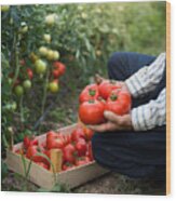 Man Putting Tomatoes From Garden In A Wooden Crate Wood Print