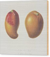 Mango C. 1812 Wood Print