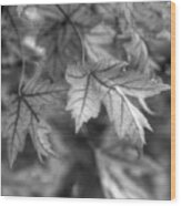 Maple Leaf In Black And White Wood Print
