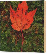 Maple Leaf On Moss Wood Print