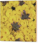 Maple Leaves On Chrysanthemum Wood Print