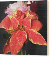 Marble Star Poinsettia Wood Print