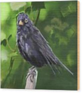 Marle Aka Scottish Blackbird Wood Print
