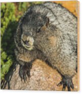 Marmot Along The Trail Wood Print