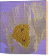 Matilija Poppy Portrait 3 Wood Print