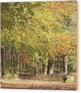 Mature Woodland Beech Trees In Autumn Colour Norfolk Wood Print