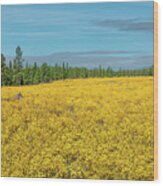 Meadow Of Yellow Wildflowers Wood Print