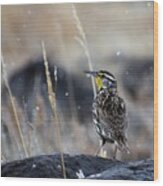 Meadowlark Wood Print