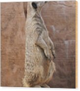 Meerkat Sentry On A Rock Wood Print
