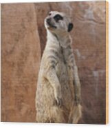 Meerkat Standing Guard Wood Print