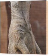 Meerkat Standing At Attention Wood Print