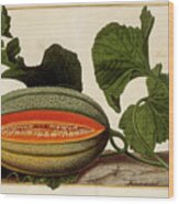 Melon Vine And Fruit O2 Wood Print