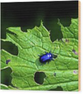 Metallic Blue Leaf Beetle On Green Leaf With Holes Wood Print