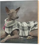 Mexican Hairless Wood Print