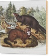 Minks. John Woodhouse Audubon Illustration Wood Print