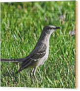 Mockingbird In Grass Wood Print