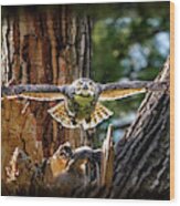 Momma Great Horned Owl Blasting Out Of The Nest Wood Print