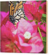 Monarch Butterfly On A Red Bougainvillea Wood Print