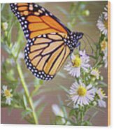 Monarch Butterfly - Wild Aster Wood Print