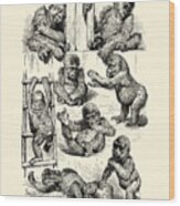 Monkey Babies Wood Print