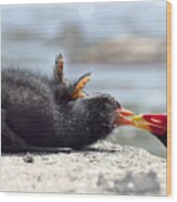 Moorhen, Gallinula Chloropus, Adult Feeding Chick, Cornwall Wood Print