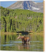Moose And Swiftcurrent Mountain Wood Print