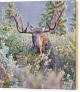 Moose Bull Grazing In The Early Morning Light V2 Wood Print