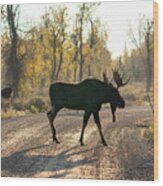 Moose In The Road Wood Print