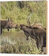 Moose Love, No. 1 Wood Print