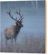 Morning Elk Wood Print
