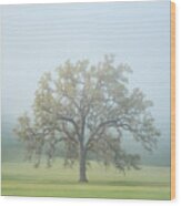 Morning Oak Wood Print
