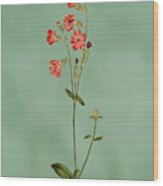 Morocco Catchfly Flower On Misty Green With Dry Brush Effect Wood Print