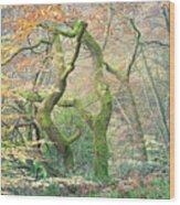 Moss Covered Oak Tree In Autumn Wood Print