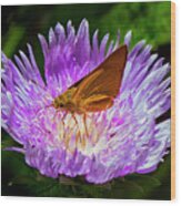 Moth On Flower Center Wood Print