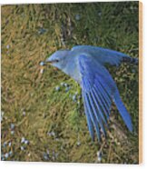 Mountain Bluebird 1 Wood Print
