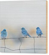 Mountain Bluebirds 5 Wood Print