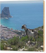 Mountain Goat Looks At Calpe And The Mediterranean Sea Wood Print