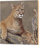 Mountain Lion Felis Concolor Wood Print