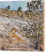 Mountain Lion On Snow Covered Hillside Wood Print