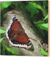 Mourning Cloak Butterfly Wood Print