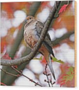 Mourning Dove In Fall Maple Tree Wood Print