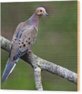 Mourning Dove Perch Wood Print