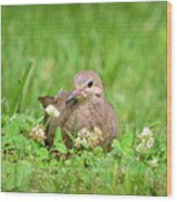Mourning Dove Wood Print